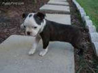 Boston Terrier Puppy for sale in Catlett, VA, USA
