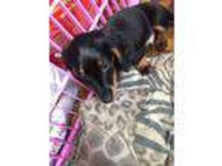 Dachshund Puppy for sale in Uhrichsville, OH, USA