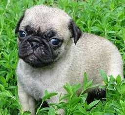 Pug Puppy for sale in Lawrence, KS, USA