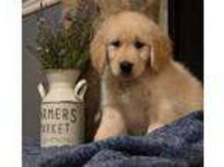 Golden Retriever Puppy for sale in Amherst, VA, USA
