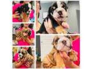 Bulldog Puppy for sale in Keizer, OR, USA