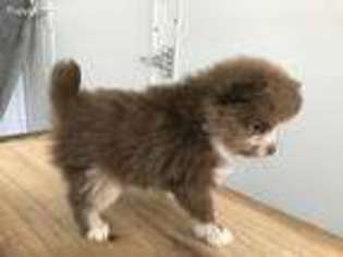 Pomeranian Puppy for sale in Willow, OK, USA