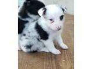 Border Collie Puppy for sale in Rock, KS, USA
