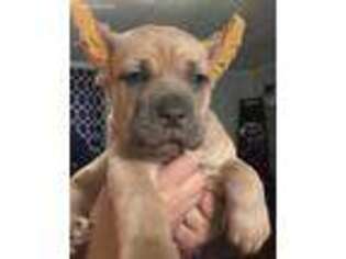 Cane Corso Puppy for sale in Mount Pleasant, TX, USA