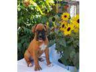Boxer Puppy for sale in Walnut, CA, USA