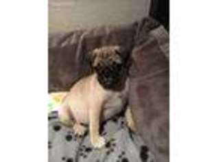 Pug Puppy for sale in Rancho Cucamonga, CA, USA