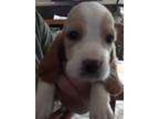 Basset Hound Puppy for sale in Alexandria, KY, USA