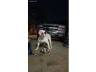 Olde English Bulldogge Puppy for sale in Powder Springs, GA, USA