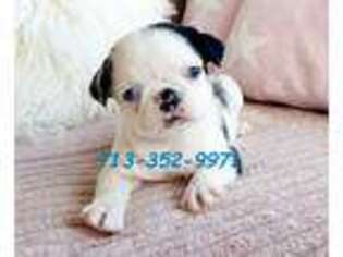 Pug Puppy for sale in Houston, TX, USA