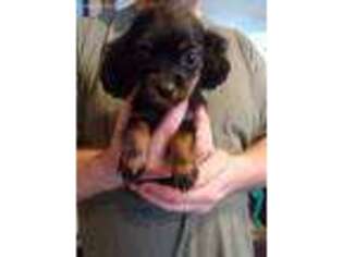 Cavalier King Charles Spaniel Puppy for sale in Fyffe, AL, USA