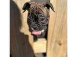 French Bulldog Puppy for sale in Sedley, VA, USA