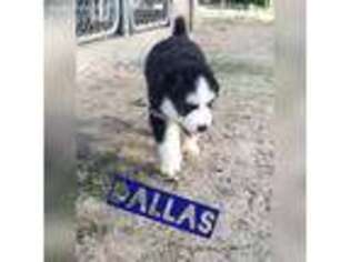 Siberian Husky Puppy for sale in Tyler, TX, USA