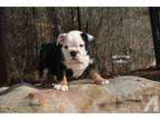 Bulldog Puppy for sale in INMAN, SC, USA