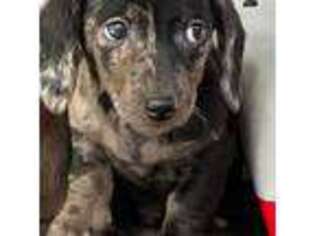 Dachshund Puppy for sale in Sharon Springs, NY, USA