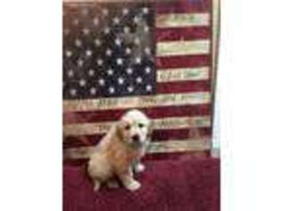 Mutt Puppy for sale in Metamora, IN, USA