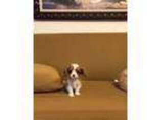 Cavalier King Charles Spaniel Puppy for sale in Marietta, GA, USA