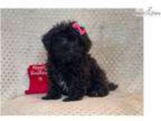 Schnoodle (Standard) Puppy for sale in Lakeland, FL, USA