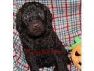 Labradoodle Puppy for sale in Allendale, MI, USA