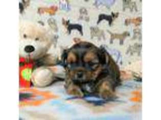 Shorkie Tzu Puppy for sale in Winston Salem, NC, USA