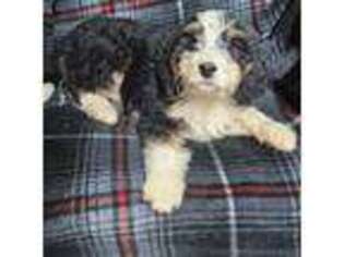 Mutt Puppy for sale in Gustine, CA, USA