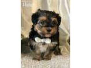 Maltese Puppy for sale in West Plains, MO, USA