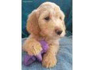 Goldendoodle Puppy for sale in Foxboro, WI, USA