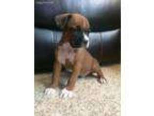 Boxer Puppy for sale in Seaman, OH, USA