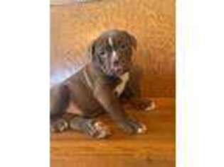 Olde English Bulldogge Puppy for sale in Summer Shade, KY, USA
