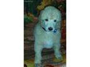 Mutt Puppy for sale in Piggott, AR, USA