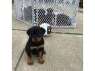 Rottweiler Puppy for sale in Lancaster, TX, USA