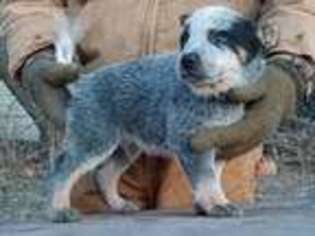 Australian Cattle Dog Puppy for sale in Callao, MO, USA