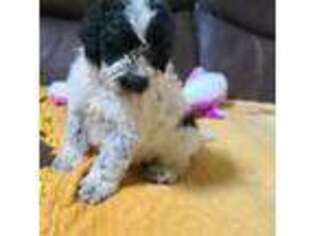 Portuguese Water Dog Puppy for sale in West Plains, MO, USA
