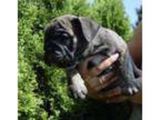 Bulldog Puppy for sale in Staten Island, NY, USA