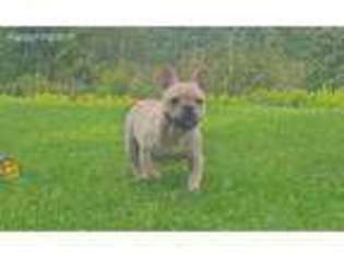 French Bulldog Puppy for sale in Oneonta, NY, USA
