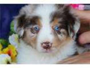 Australian Shepherd Puppy for sale in Lancaster, PA, USA