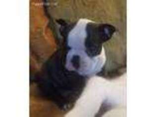 French Bulldog Puppy for sale in Spraggs, PA, USA