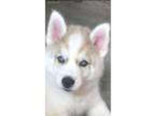 Siberian Husky Puppy for sale in Tulsa, OK, USA