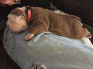Medium Photo #1 Olde English Bulldogge Puppy For Sale in Annawan, IL, USA