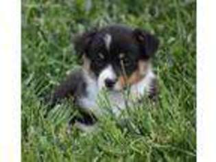 Pembroke Welsh Corgi Puppy for sale in Kalispell, MT, USA