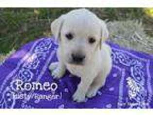 Labrador Retriever Puppy for sale in Priest River, ID, USA