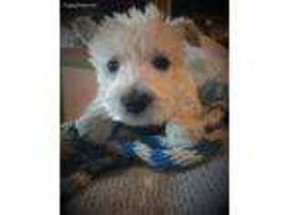 Scottish Terrier Puppy for sale in Oakville, WA, USA