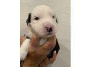 Old English Sheepdog Puppy for sale in Miami Lakes, FL, USA
