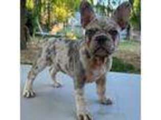 French Bulldog Puppy for sale in Coalinga, CA, USA