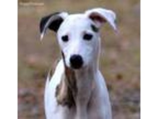 Whippet Puppy for sale in Rebecca, GA, USA