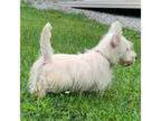 West Highland White Terrier Puppy for sale in Vilas, NC, USA