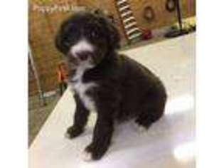 Mutt Puppy for sale in Union City, OH, USA