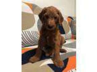Goldendoodle Puppy for sale in Rancho Cucamonga, CA, USA
