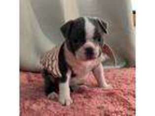 Boston Terrier Puppy for sale in Lyons, CO, USA