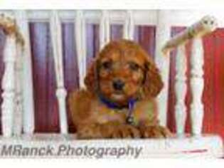 Irish Setter Puppy for sale in Mifflin, PA, USA