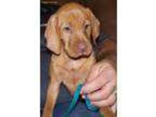 Vizsla Puppy for sale in Ganado, TX, USA